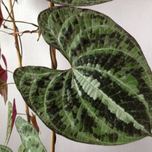 Dioscorea discolor