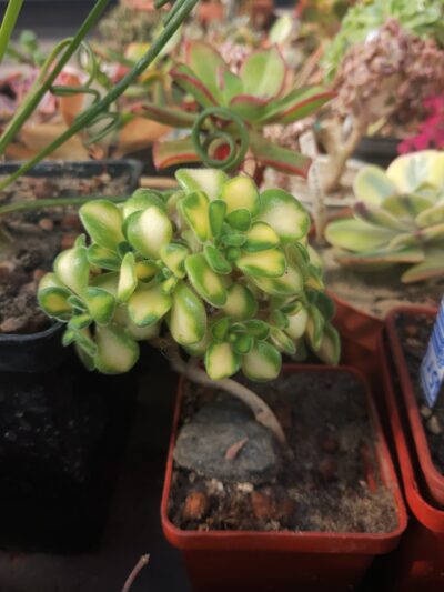 Aeonium aichryson bethencourtianum variegated