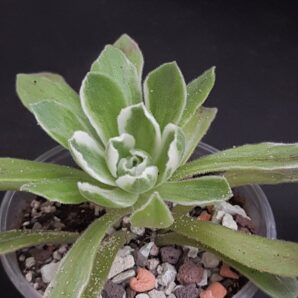 Aeonium ballerina variegata