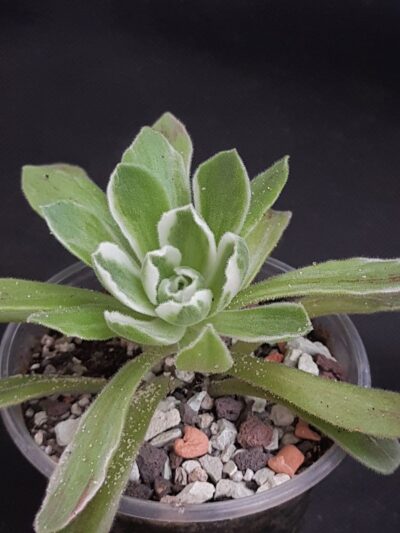 Aeonium ballerina variegata