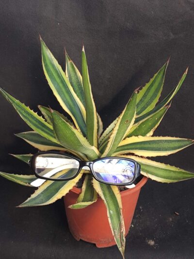 Agave lophantha tricolor - Зображення 2