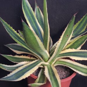 Agave lophantha tricolor