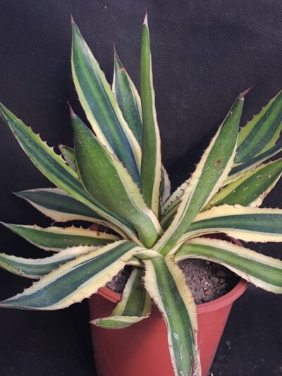 Agave lophantha tricolor