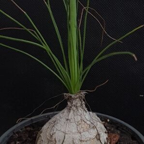 Albuca polyphylla | 7