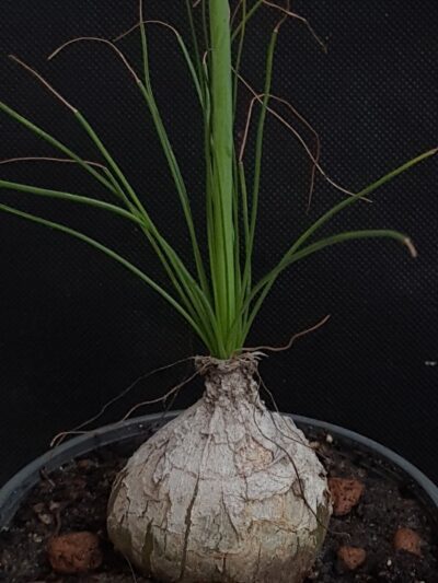 Albuca polyphylla