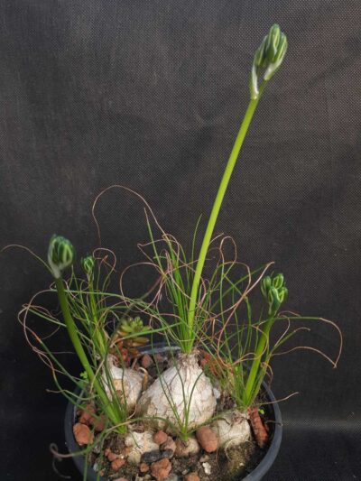 Albuca polyphylla