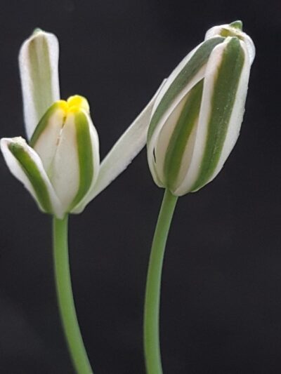 Albuca polyphylla - Зображення 2
