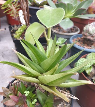 Aloe cv. Black Gem variegata - Зображення 2