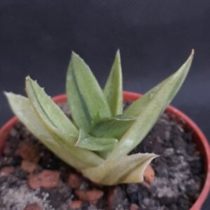 Aloe cv. Black Gem variegata