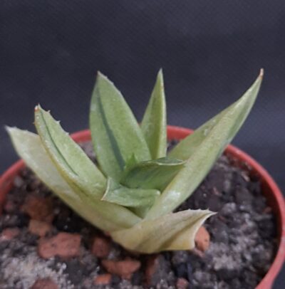 Aloe cv. Black Gem variegata