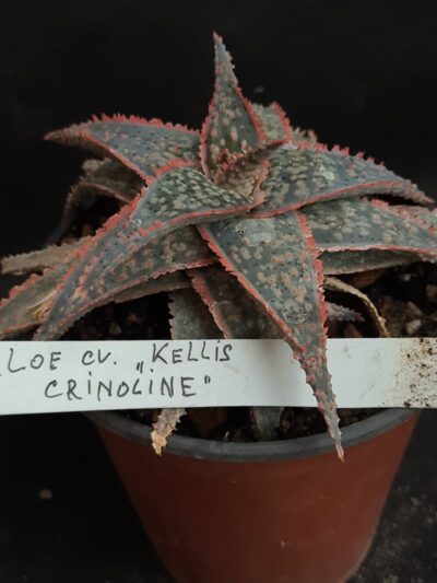 Aloe cv. Kellis crinoline