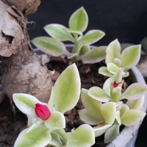 Aptenia cordifolia variegata