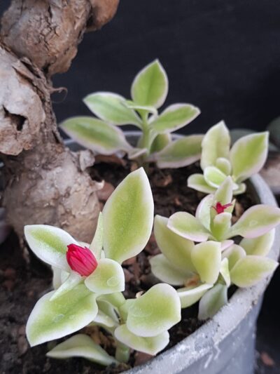 Aptenia cordifolia variegata
