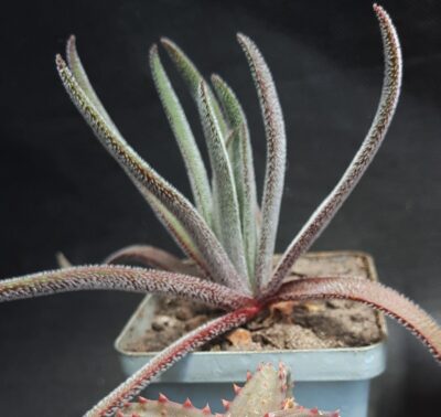 Crassula hirta (nudicaulis)