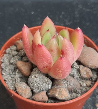 Echeveria agavoides