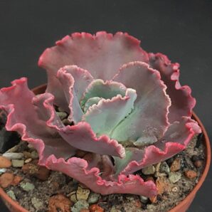 Echeveria Double Delight | 42
