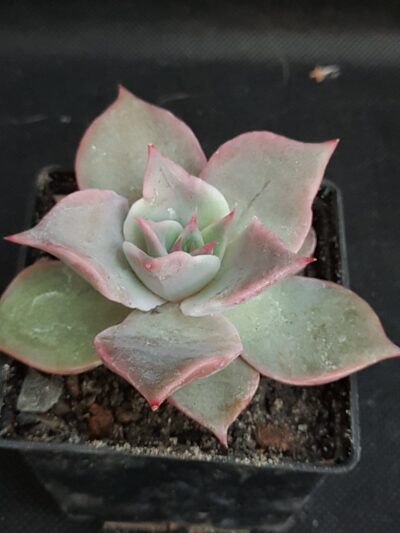 Echeveria Madiba