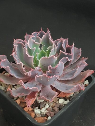 Echeveria 'Neon Breakers'