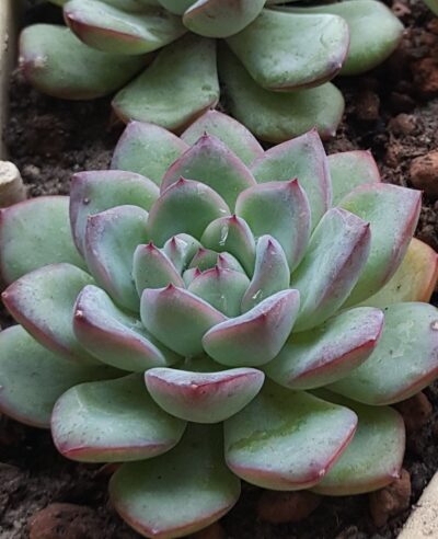 Echeveria pulidonis x laui