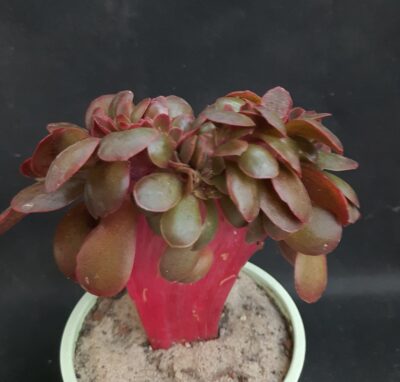 Echeveria Red Ball cristata - Зображення 2
