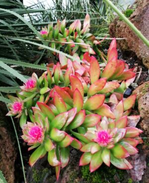 Echeveria rosea