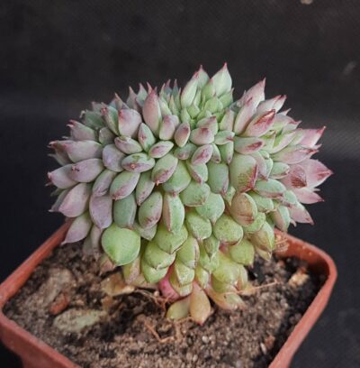Echeveria setosa deminuta f. cristata