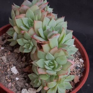 Echeveria sp. cristata