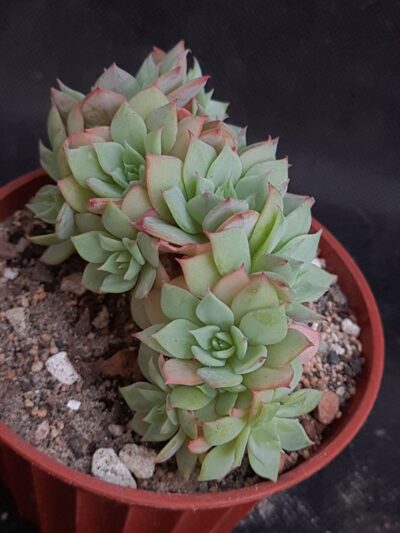 Echeveria sp. cristata