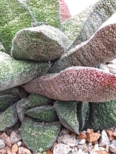 Gasteria Batesiana Barberton