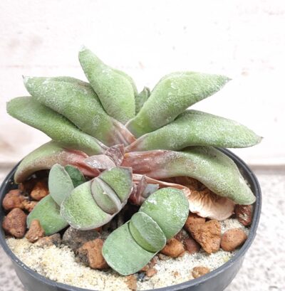 Gasteria glomerata