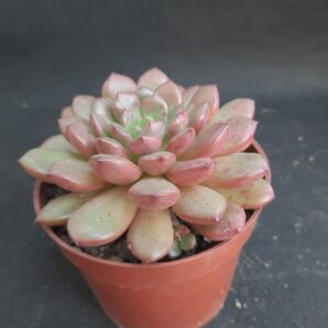 Graptoveria Fred Ives