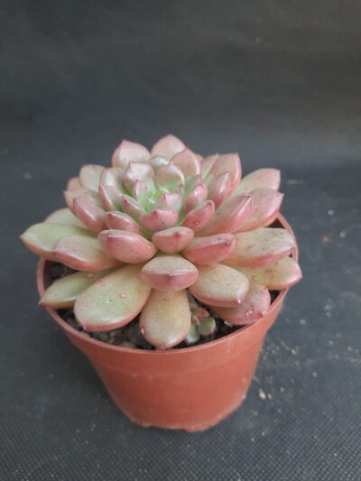 Graptoveria Fred Ives