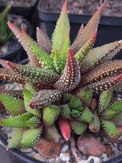 Haworthia Attenuata Enon