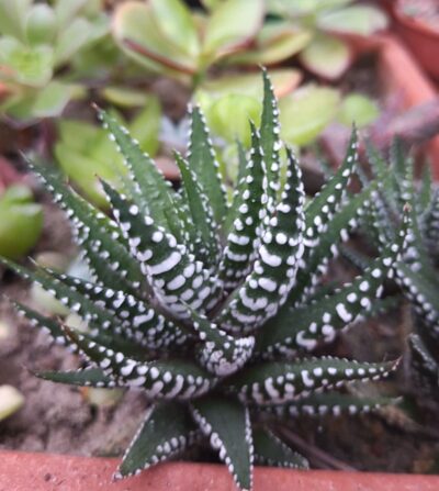 Haworthia Attenuata white form