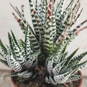 Haworthia Attenuata 'Superwhite'