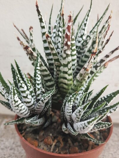 Haworthia Attenuata 'Superwhite'