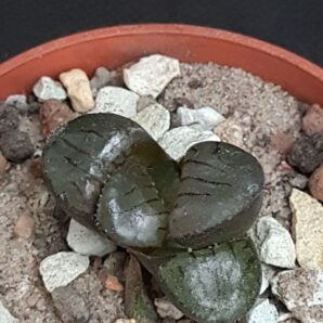 Haworthia Crystal ball
