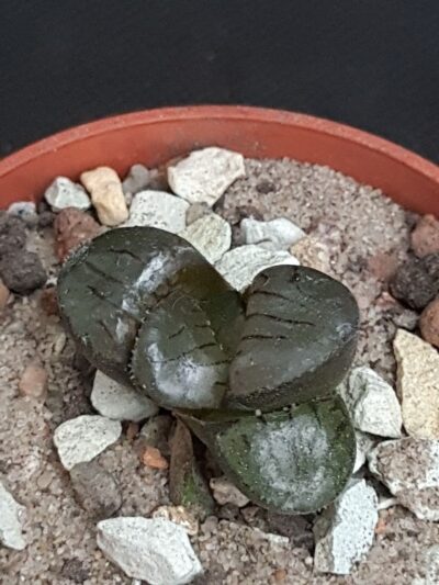 Haworthia Crystal ball