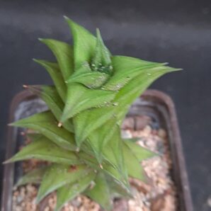 Haworthia viscosa spiralis