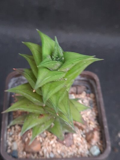 Haworthia viscosa spiralis