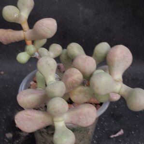 Jensenobotrya lossowiana | 68