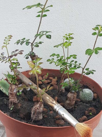 Operculicarya decaryi