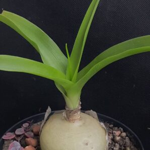 Ornithogalum caudatum