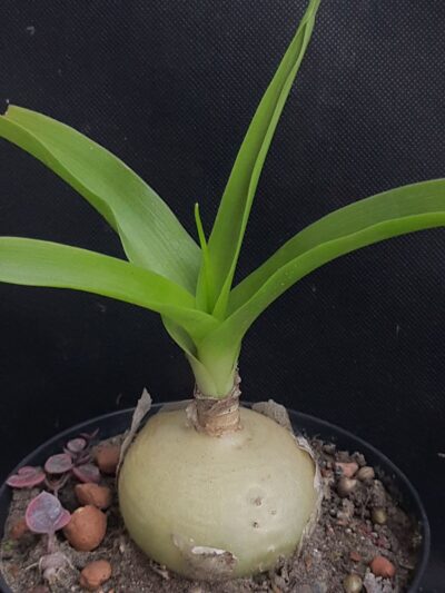 Ornithogalum caudatum