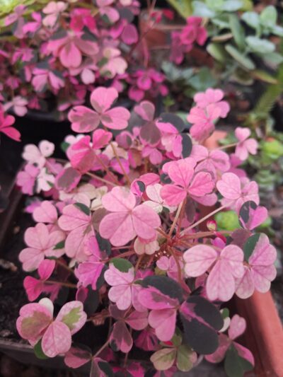 Oxalis Plum Crazy variegated - Зображення 2