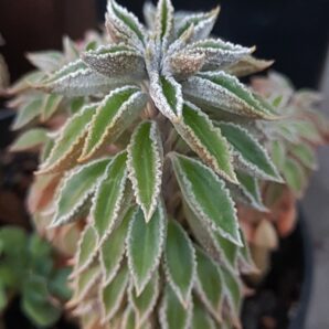 Peperomia wolfgang-krahnii | 80