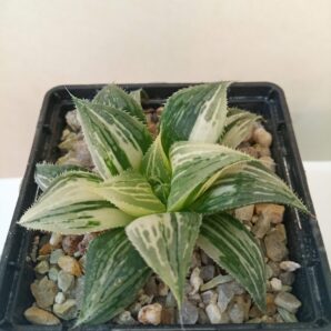 Haworthia magnifica f.variegata HF-30 'Mayaki'