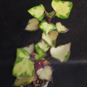 Senecio macroglossus variegata