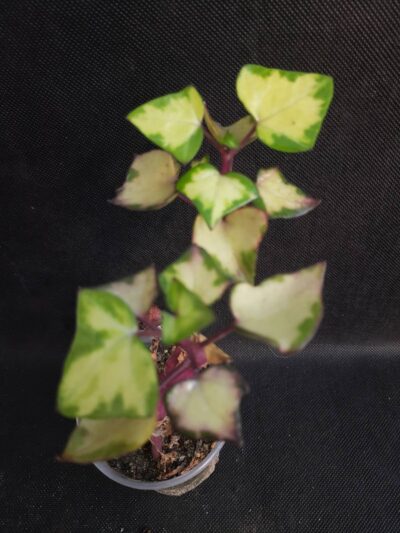 Senecio macroglossus variegata
