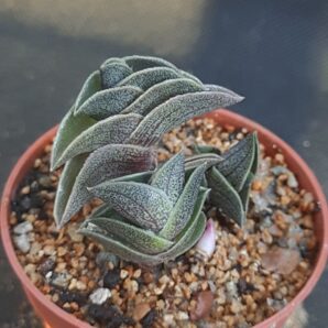 Tradescantia navicularis | 104